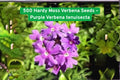 Hardy Moss Verbena Seeds – 500 Violet Verbena tenuisecta Groundcover, Fragrant Butterfly Attracting, Drought Tolerant, Full Sun