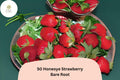 50 Honeoye Strawberry Plants, Bare Root, June Bearing Fragaria × ananassa, Perennial Fruit Plant for Fresh Eating & Jams