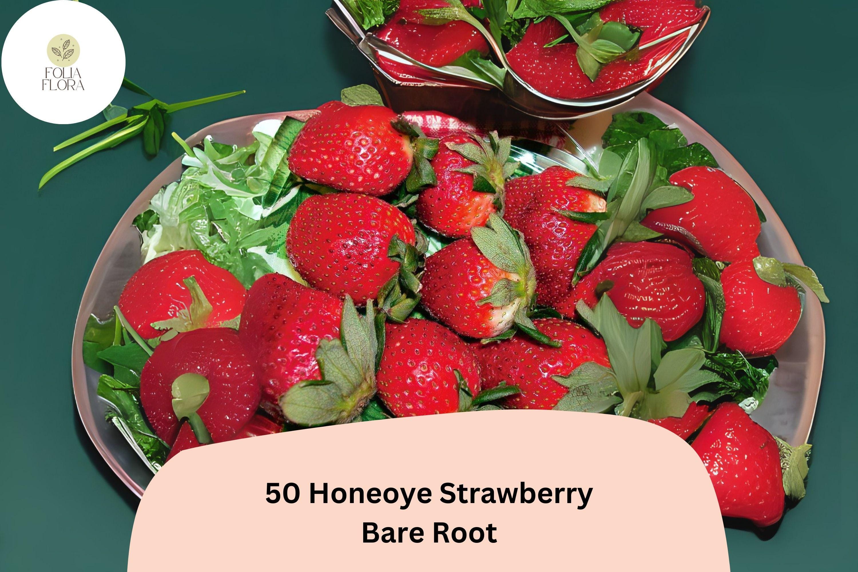 50 Honeoye Strawberry Plants, Bare Root, June Bearing Fragaria × ananassa, Perennial Fruit Plant for Fresh Eating & Jams