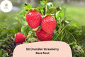 50 Chandler Strawberry Plants | Live Bare Root June-Bearing Fragaria × ananassa Fruit for Garden, Container, or Bed