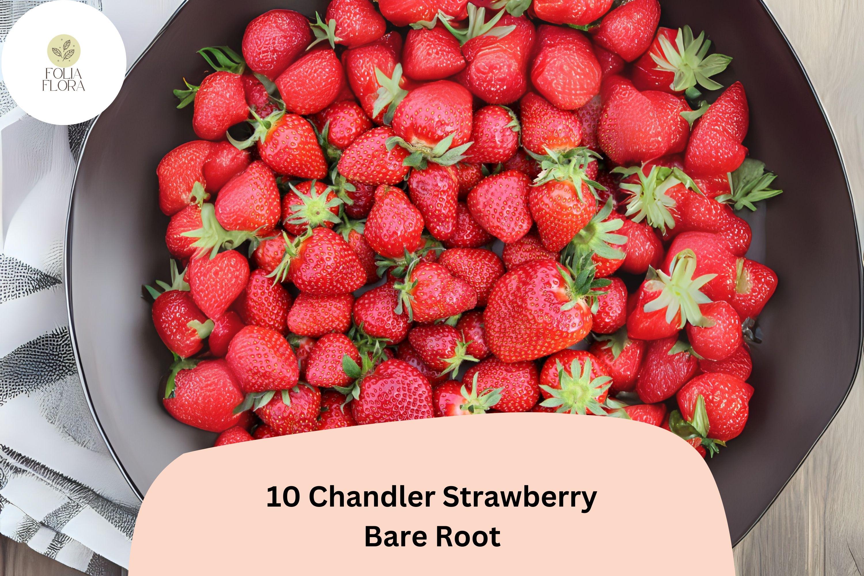 Chandler Strawberry Plants | Live Bare Root | June Bearing, Large Red Berries, Fragaria × ananassa