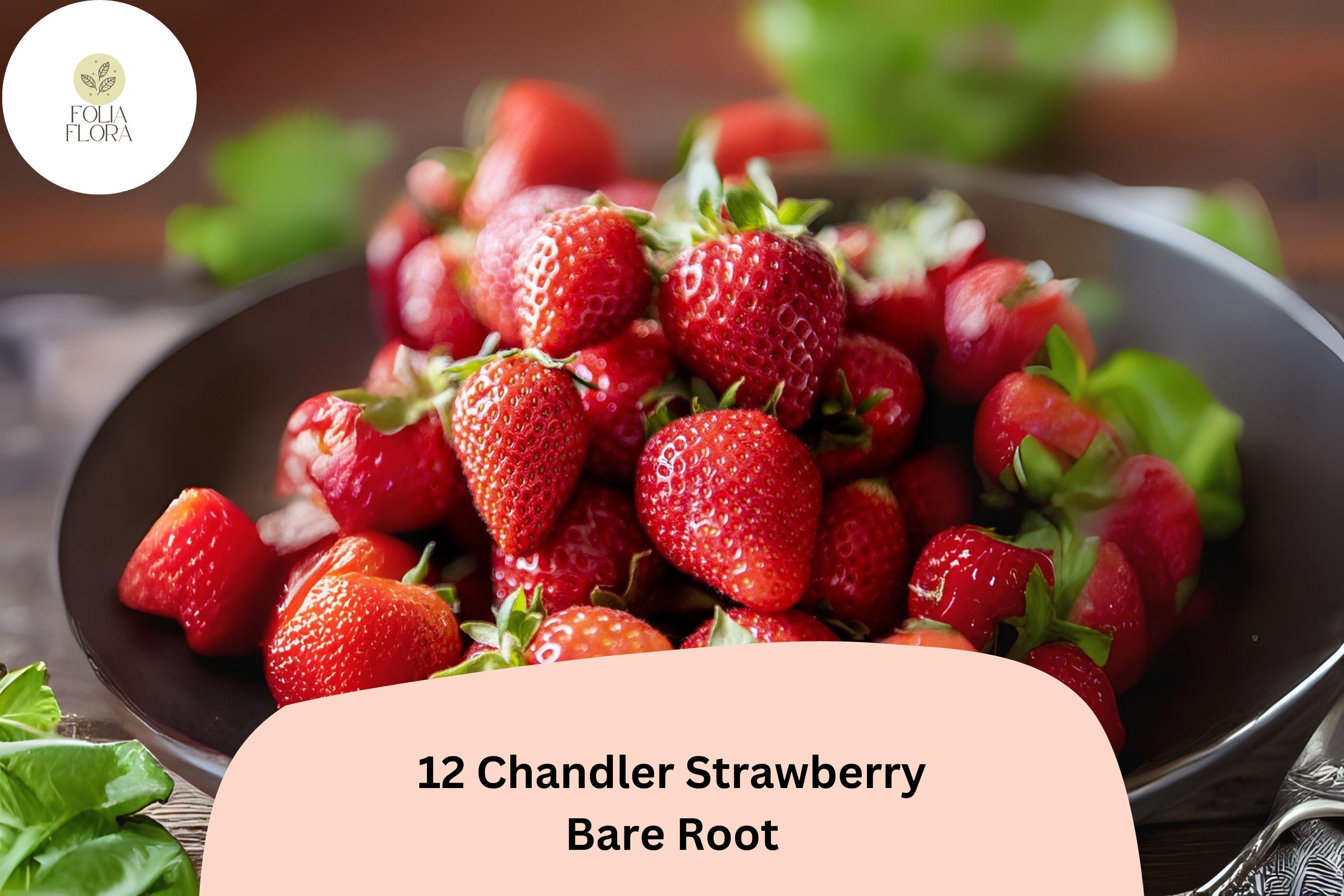 12 Chandler Strawberry Plants - Live Bare Root June-Bearing Fragaria × ananassa Fruit for Garden, Container, or Bed