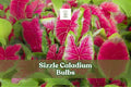 Sizzle Caladium Bulbs 2-Pack | Pink-Red Fancy Leaf Tropical Foliage | Caladium bicolor