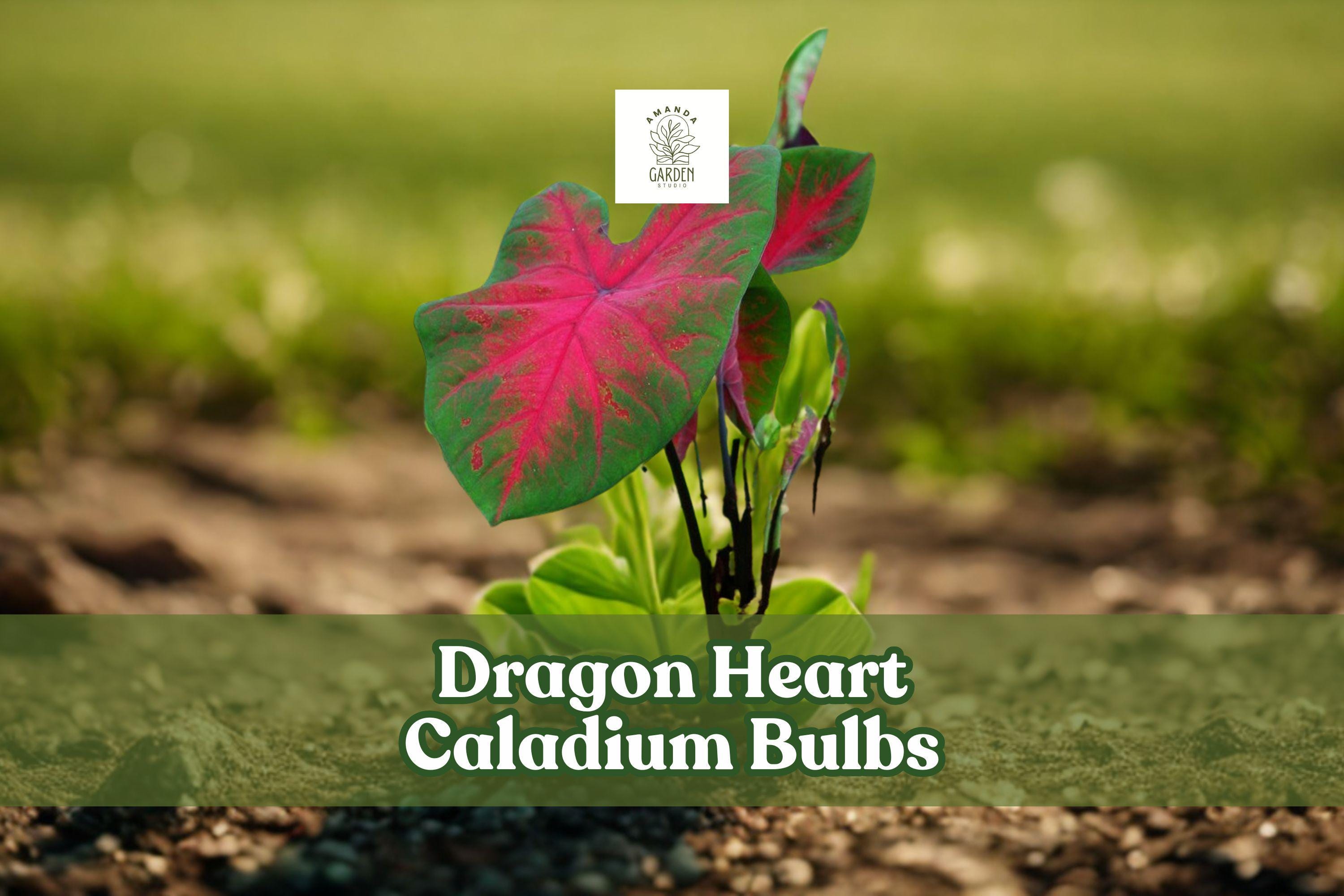 Dragon Heart Caladium Bulbs 6 Pack | Tropical Foliage, Shade Garden, Caladium bicolor