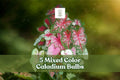 Mixed Caladium Bulbs - Colorful Fancy Leaf Tropical Foliage, Pink Red White Green, Shade-Loving, 5 Live Tubers