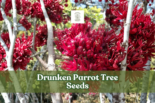 10 Drunken Parrot Tree Seeds - Exotic Red Bloom, Schotia brachypetala, Ornamental Flowering Tree Seeds
