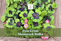 5 Iron Cross Shamrock Bulbs – Ornamental Foliage Plant with Green & Purple Leaves, Pink Flowers – Oxalis tetraphylla
