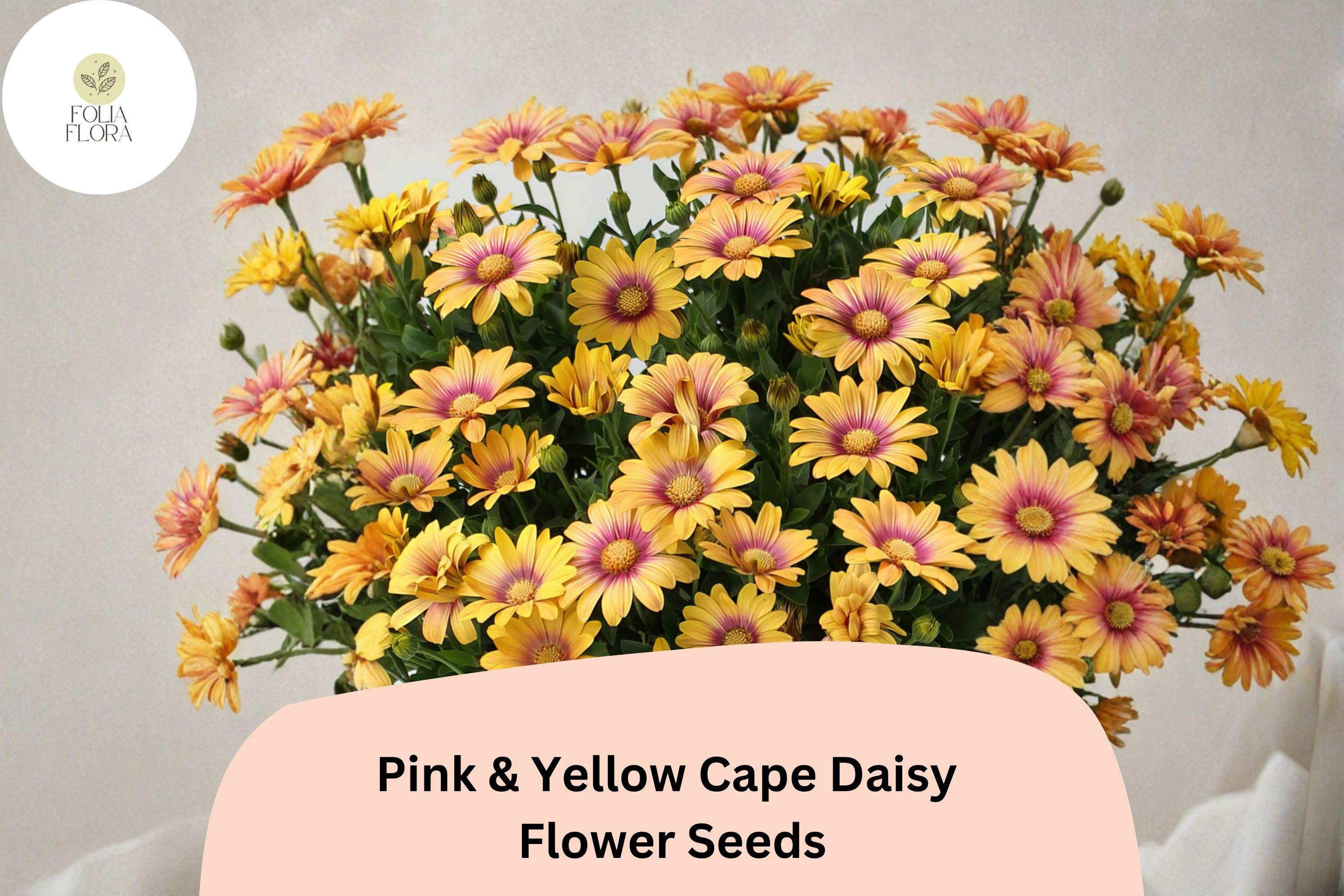 200+ Pink & Yellow Cape Daisy Seeds | Osteospermum ecklonis | Bi-Color Flowers for Gardens & Containers