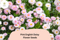 200+ Pink English Daisy Seeds | Bellis perennis Perennial Flowers | Soft Pink Button Blooms for Gardens, Borders & Containers