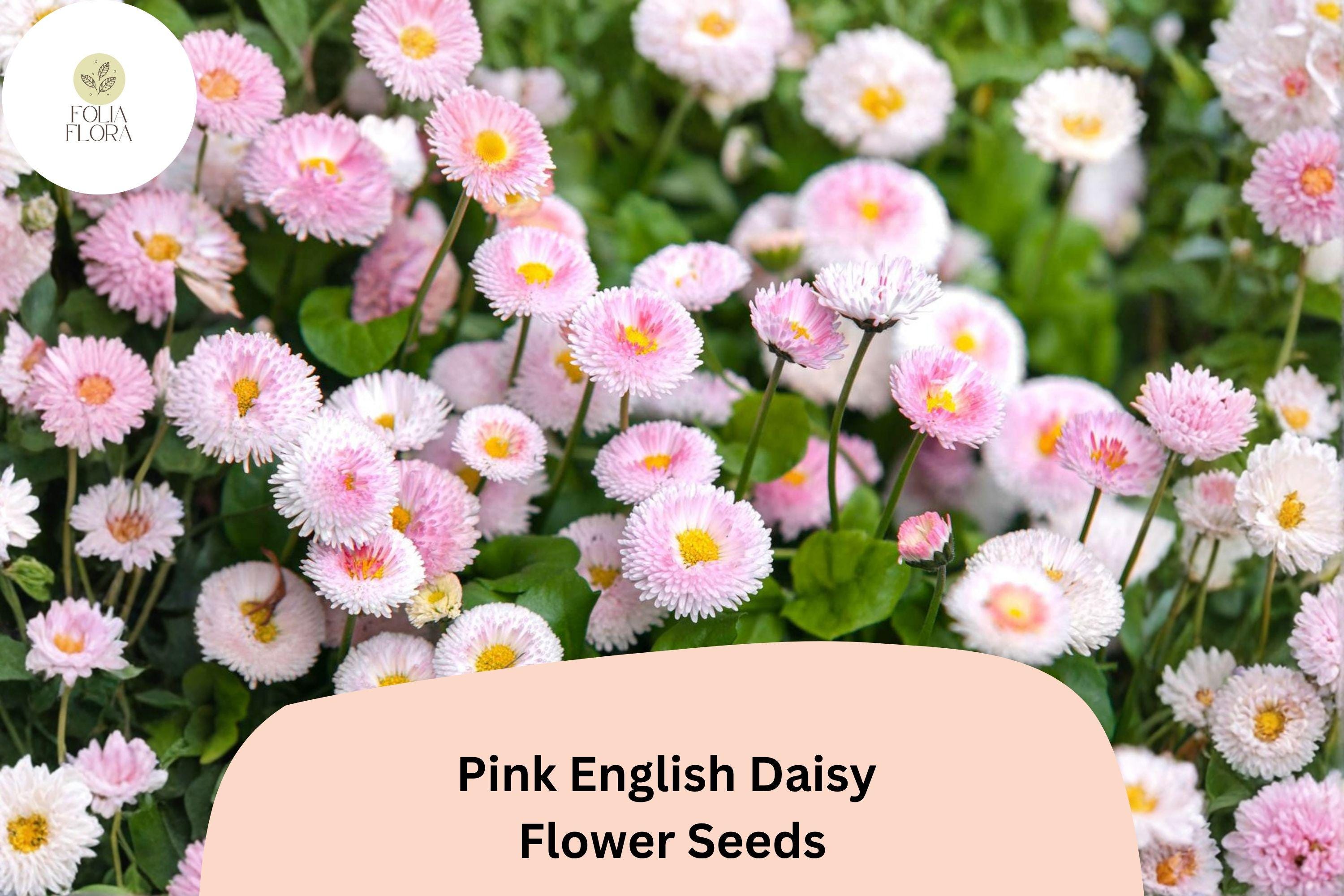 200+ Pink English Daisy Seeds | Bellis perennis Perennial Flowers | Soft Pink Button Blooms for Gardens, Borders & Containers