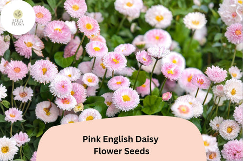 200+ Pink English Daisy Seeds | Bellis perennis Perennial Flowers | Soft Pink Button Blooms for Gardens, Borders & Containers