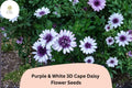 Bicolor Cape Daisy Seeds | Purple & White Osteospermum ecklonis | 50+ 3D Flowering Annual for Garden & Containers