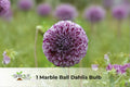 10 Tall Drumstick Allium Bulbs | Green-Purple Spring Blooms | Hardy Perennial Ornamental Flowers | Allium spp.