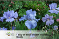 Allium Ambassador XL Bulb – Giant Purple Perennial Flowering Bulb for Borders, Beds & Containers, Attracts Pollinators
