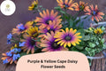 200+ Purple & Yellow Cape Daisy Seeds | Osteospermum ecklonis | Bicolor Flowers for Garden, Borders & Containers
