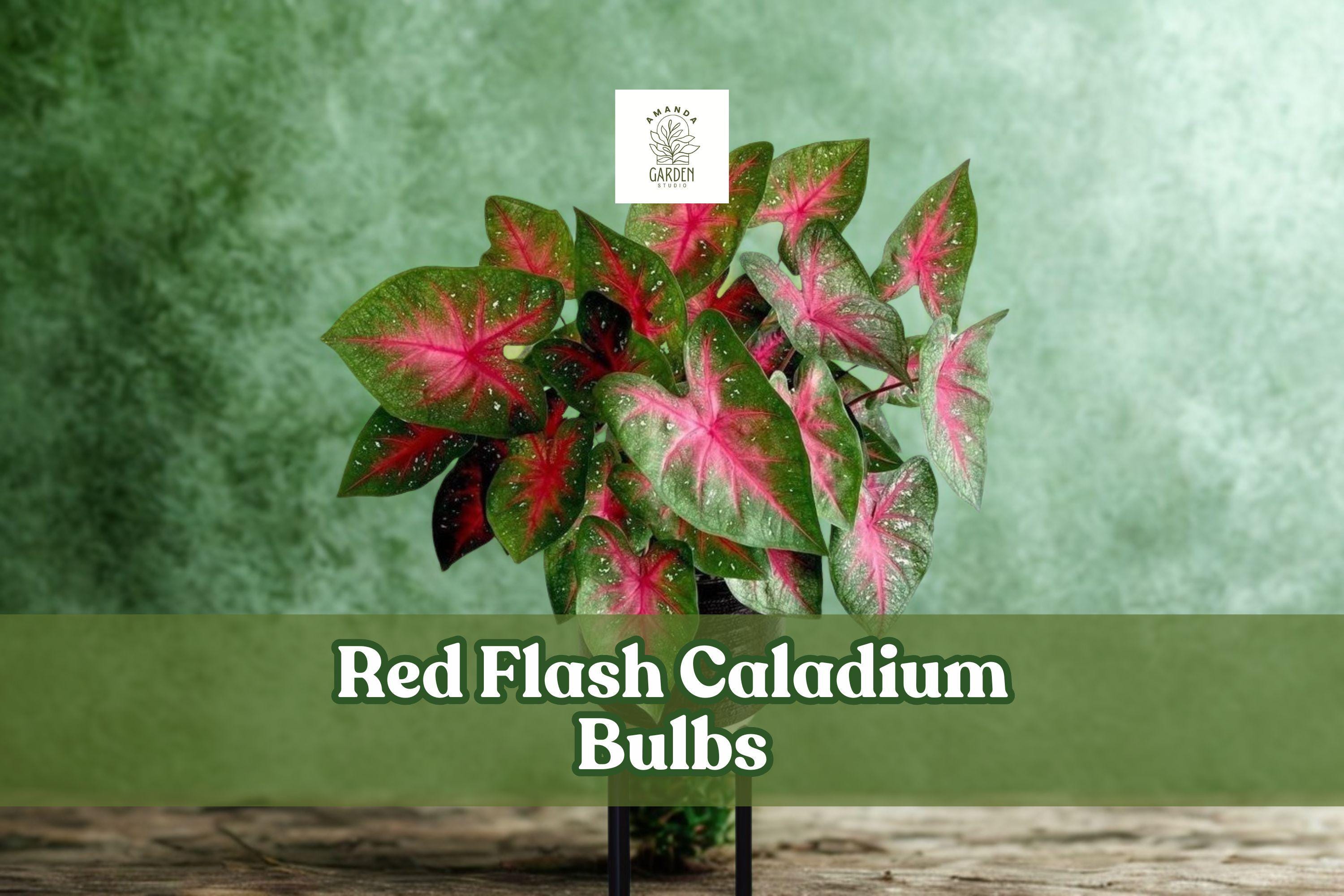 Red Flash Caladium Bulbs – Fancy Leaf Tropical Foliage, Dark Green with Red Centers, White Speckles, Caladium bicolor
