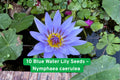 10 Blue Water Lily Seeds | Exotic Sacred Lotus Pond Plant | Nymphaea caerulea | Aquatic Water Garden Plant