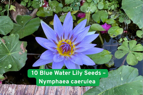 10 Blue Water Lily Seeds | Exotic Sacred Lotus Pond Plant | Nymphaea caerulea | Aquatic Water Garden Plant