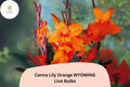 Canna Lily Orange Wyoming Bulbs | Summer Blooming Perennial Flower | Canna × generalis