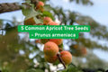 Common Apricot Tree Seeds, Prunus armeniaca, White Pink Blossoms, Hardy Zones 5-9, Fruit Tree, Edible Apricots, Grow Your Own