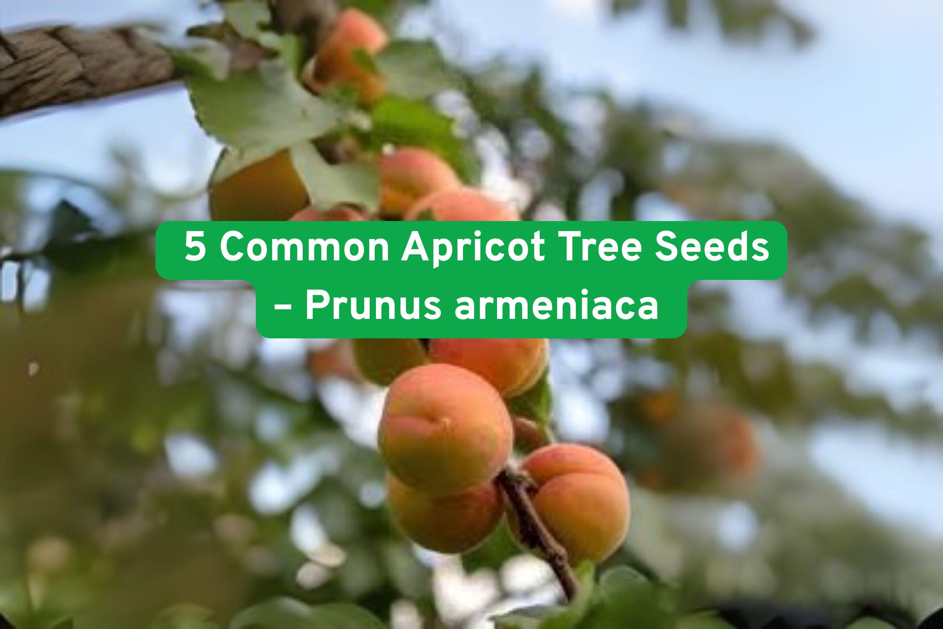 Common Apricot Tree Seeds, Prunus armeniaca, White Pink Blossoms, Hardy Zones 5-9, Fruit Tree, Edible Apricots, Grow Your Own