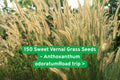 Sweet Vernal Grass Seeds - Fragrant Vanilla Ornamental Grass Anthoxanthum odoratum, Drought Tolerant, Perennial, 150 Seeds