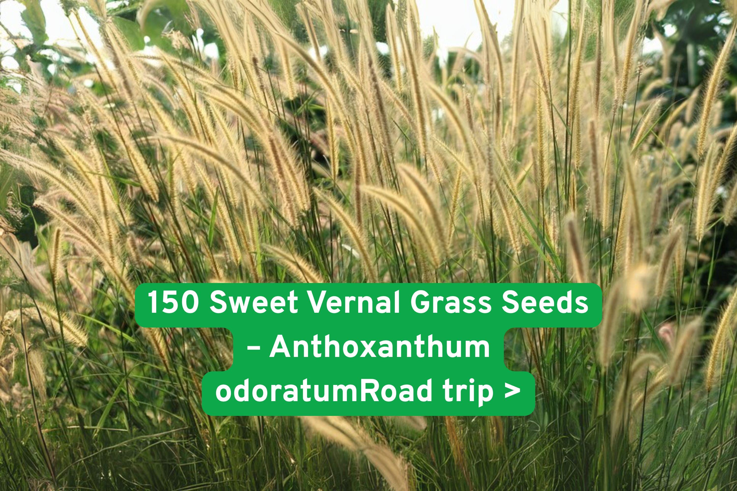 Sweet Vernal Grass Seeds - Fragrant Vanilla Ornamental Grass Anthoxanthum odoratum, Drought Tolerant, Perennial, 150 Seeds