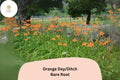 25 Bare Root Orange Daylily Plants | Hemerocallis fulva | Perennial Garden Flowers for Borders & Pollinator Gardens