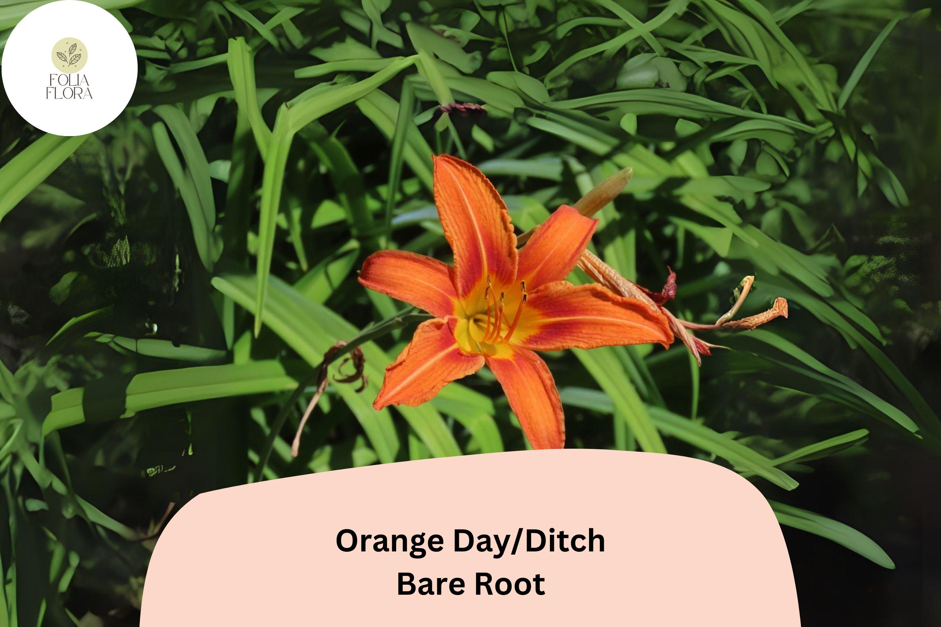 Bulk 250 Orange Daylily Bare Root Plants | Hemerocallis fulva Hardy Perennial for Landscaping and Borders