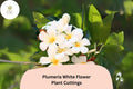 White Plumeria Cuttings – 3 Live 6” Frangipani Tropical Flowering Plants, Plumeria rubra