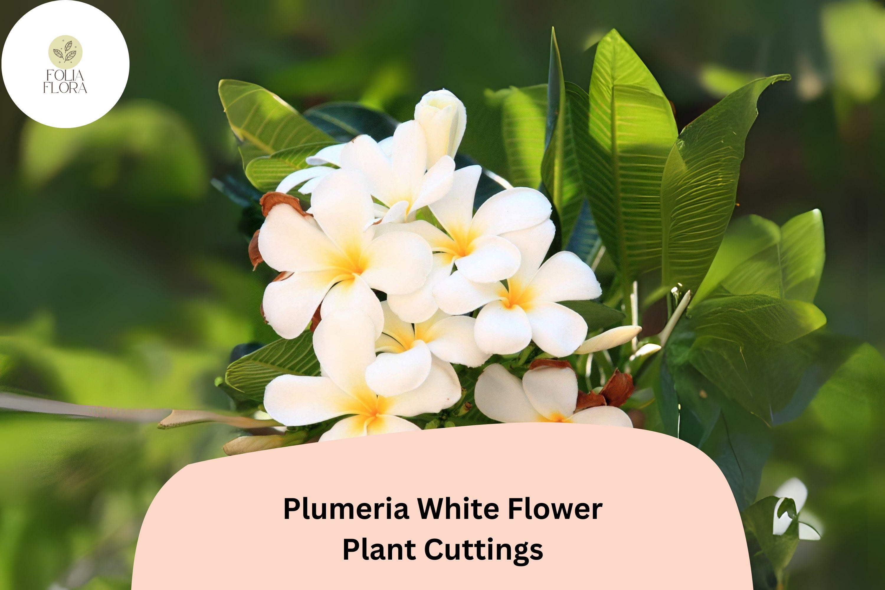 White Plumeria Cuttings – 3 Live 6” Frangipani Tropical Flowering Plants, Plumeria rubra
