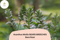 Acanthus mollis Bear’s Breeches Perennial Plant – 12-Inch Purple & White Flowers, Hardy Garden Border Plant