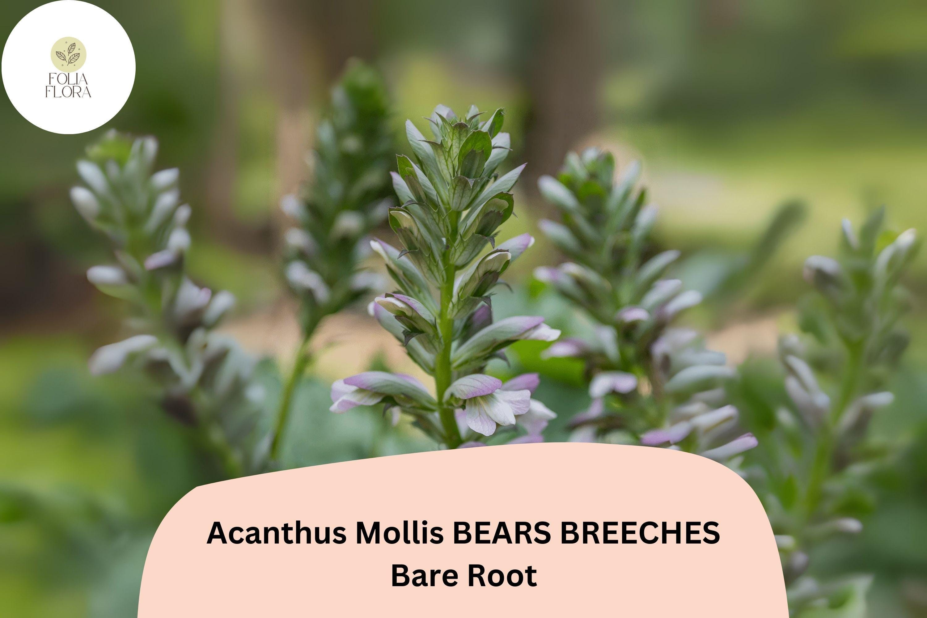Acanthus mollis Bear’s Breeches Perennial Plant – 12-Inch Purple & White Flowers, Hardy Garden Border Plant