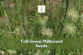 50 Tall Green Milkweed Seeds | Asclepias hirtella | Monarch Butterfly Host Plant | Native Perennial Wildflower