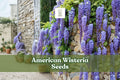 American Wisteria Seeds | Wisteria frutescens | Non-Invasive Purple Flowering Vine | Native North American Plant