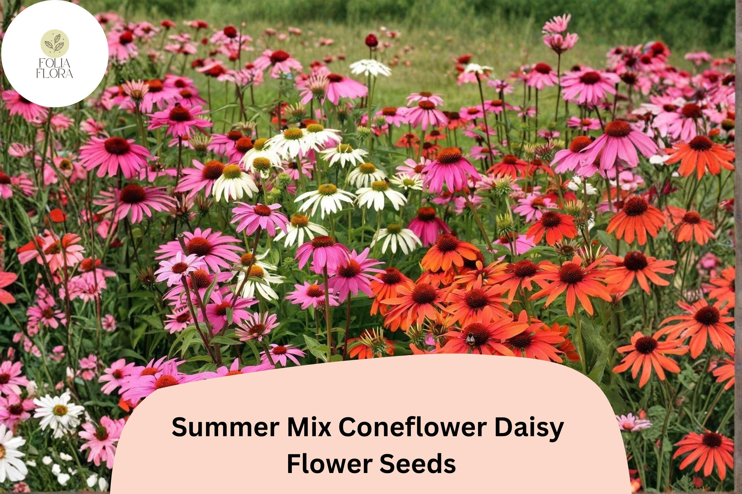 Summer Mix Coneflower Seeds | Echinacea purpurea Perennial with Colorful Pink, White, Orange, Purple Blooms for Garden, Borders & Wildflower Meadows