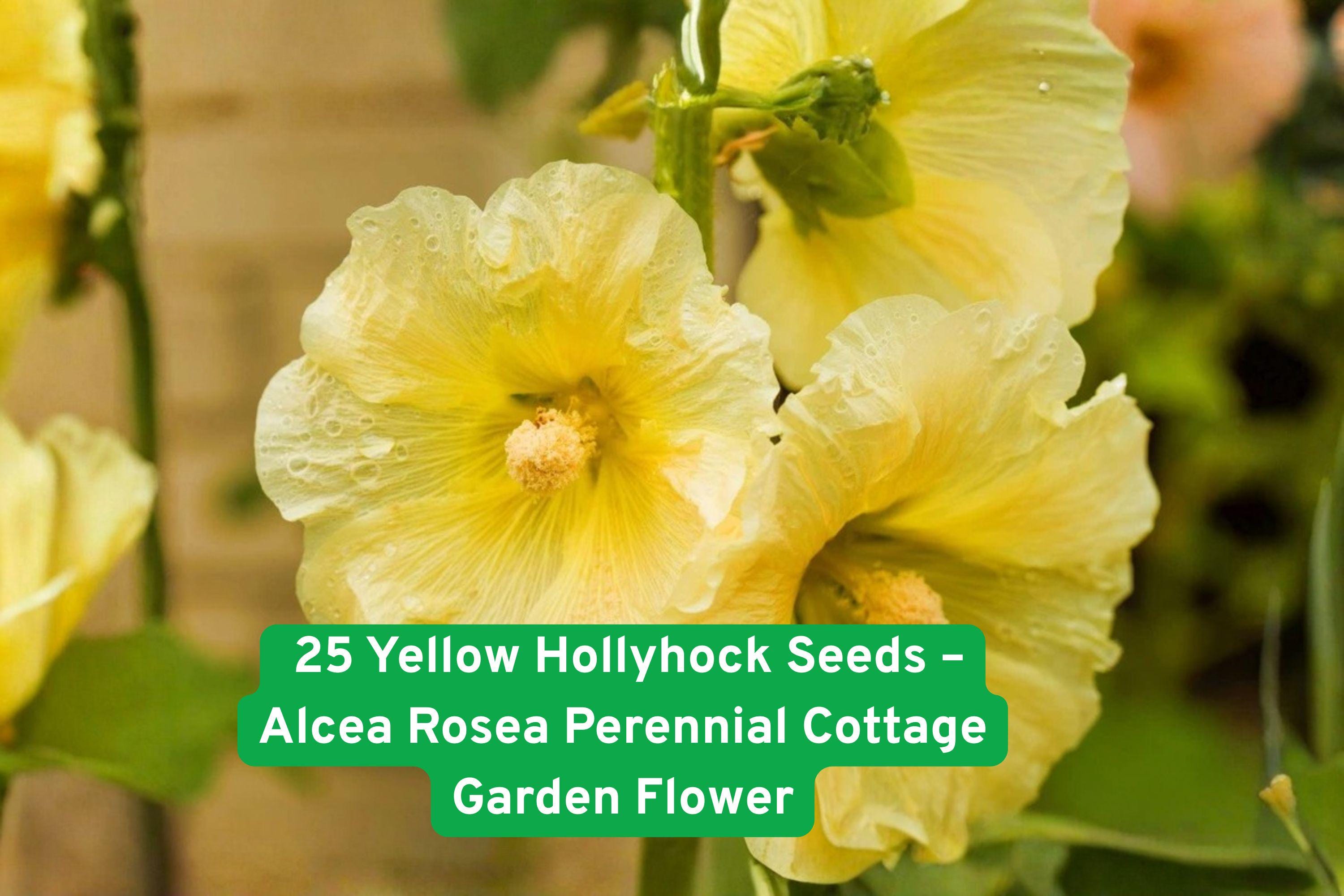 Yellow Hollyhock Seeds - Cottage Garden Flower, Alcea rosea, Bright Yellow Blooms, Attracts Pollinators, Easy to Grow, Summer-Fall