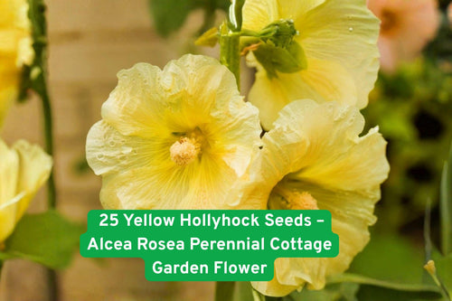 Yellow Hollyhock Seeds - Cottage Garden Flower, Alcea rosea, Bright Yellow Blooms, Attracts Pollinators, Easy to Grow, Summer-Fall