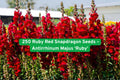 250 Ruby Red Snapdragon Seeds | Tall Cut Flower | Antirrhinum majus ‘Ruby’ | Vibrant Red Blooms for Garden & Cut Arrangements