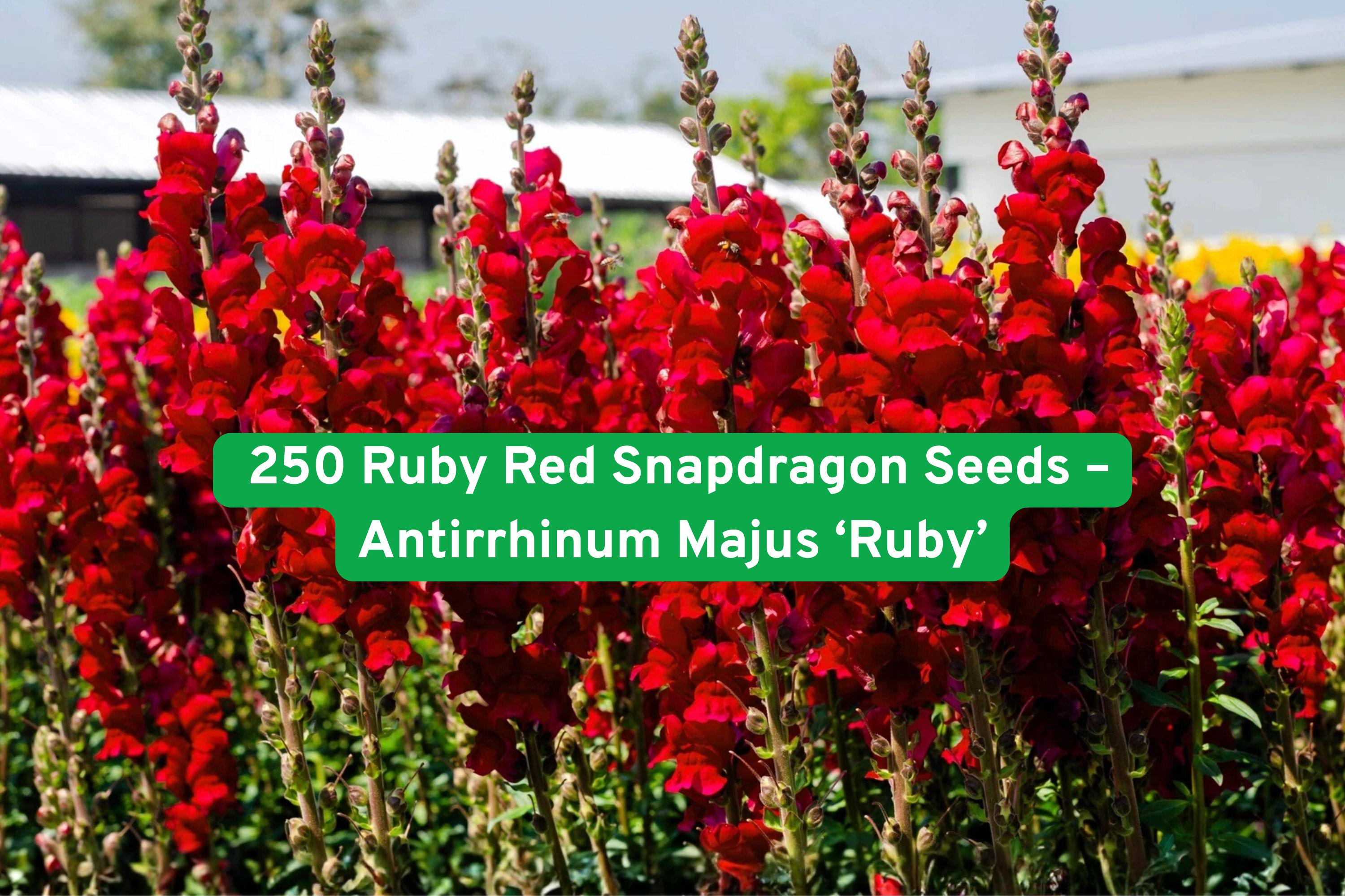 250 Ruby Red Snapdragon Seeds | Tall Cut Flower | Antirrhinum majus ‘Ruby’ | Vibrant Red Blooms for Garden & Cut Arrangements