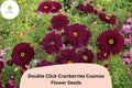 Cranberry Red Cosmos Seeds | Double Click Bipinnatus Flower | 200+ Annual Pollinator Garden Seeds