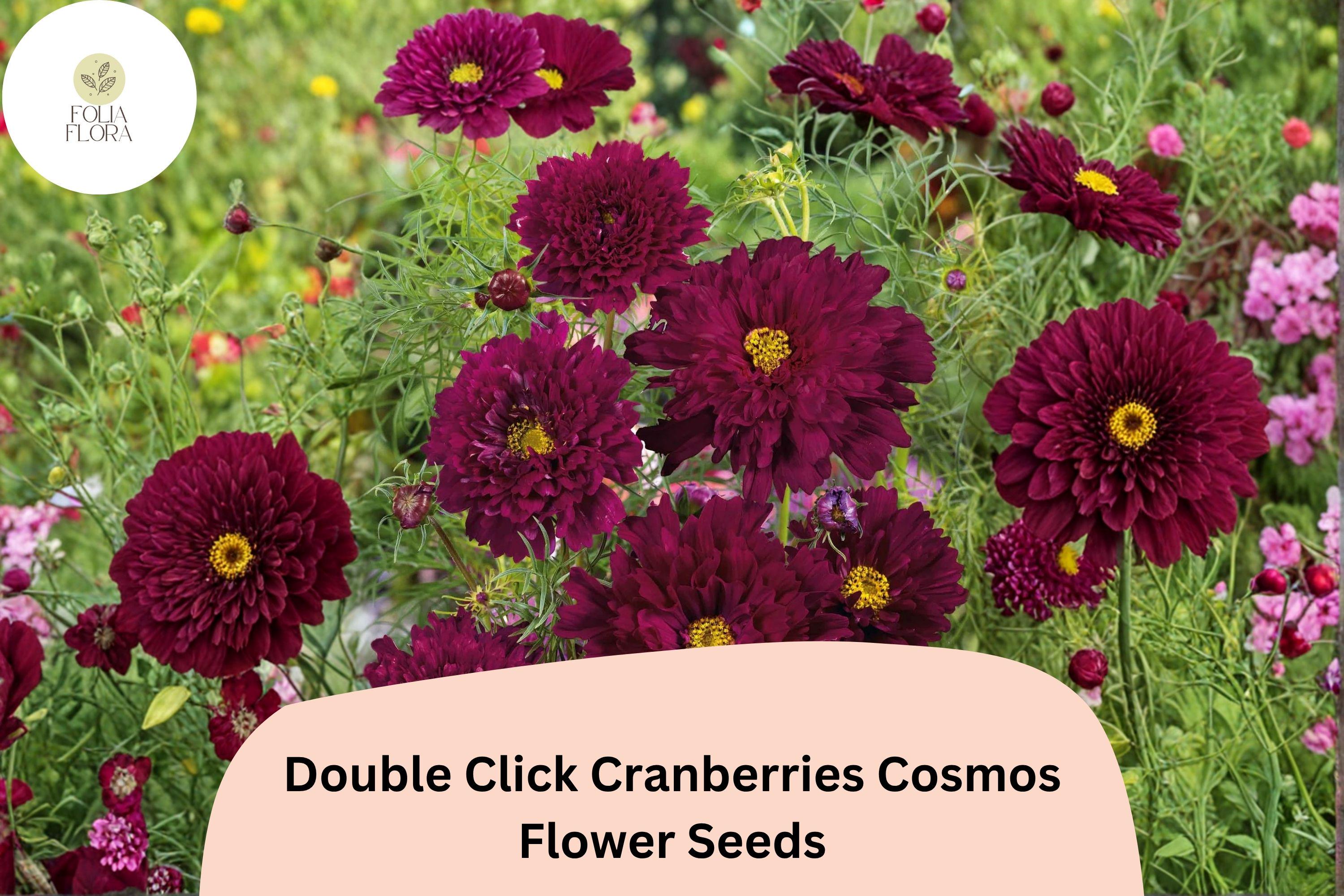Cranberry Red Cosmos Seeds | Double Click Bipinnatus Flower | 200+ Annual Pollinator Garden Seeds