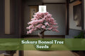 Sakura Bonsai Tree Seeds | Prunus serrulata | Ornamental Cherry Blossom | Pink & White Flowers