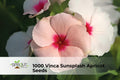 1000 California Poppy Seeds Eschscholtzia californica Wildflower for Meadows Borders Pollinator Garden