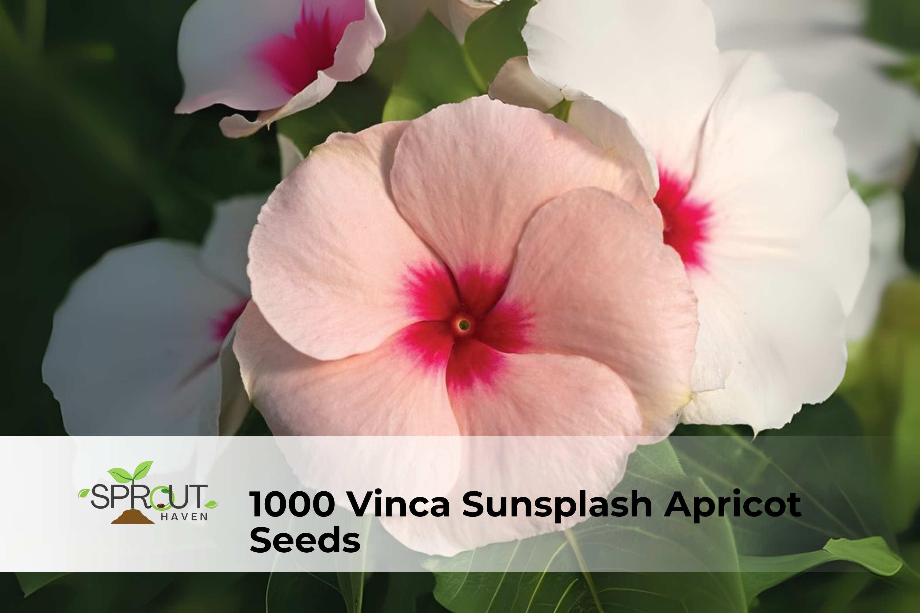 1000 California Poppy Seeds Eschscholtzia californica Wildflower for Meadows Borders Pollinator Garden