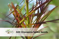 Dracaena Spike Seeds – Upright Green Foliage Plant for Landscaping, Containers, and Borders