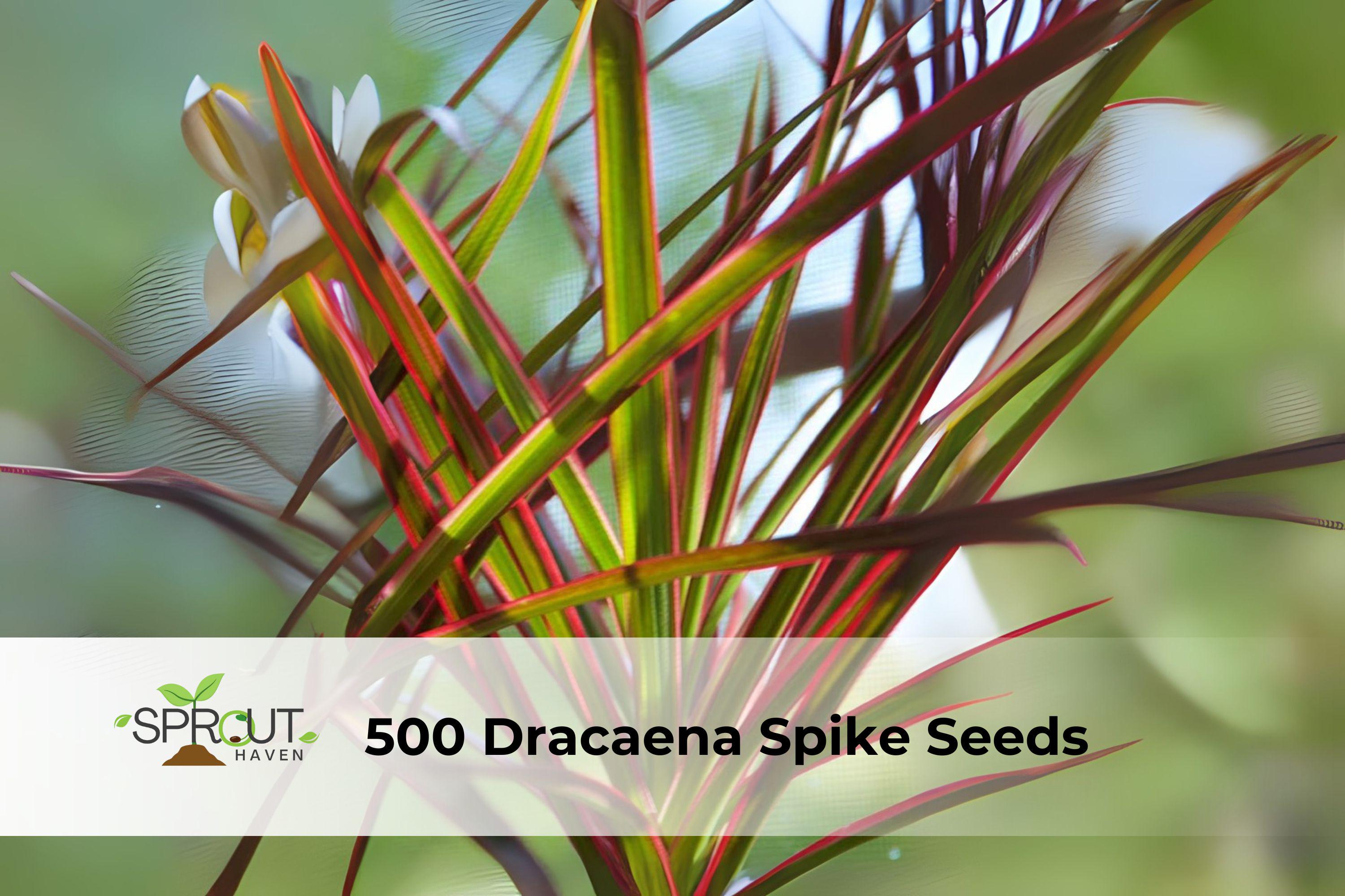 Dracaena Spike Seeds – Upright Green Foliage Plant for Landscaping, Containers, and Borders