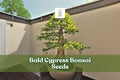 Bald Cypress Bonsai Seeds, Ornamental Conifer, Taxodium distichum, Hardy, Wet/Dry Soil Tolerance, 10 Seeds