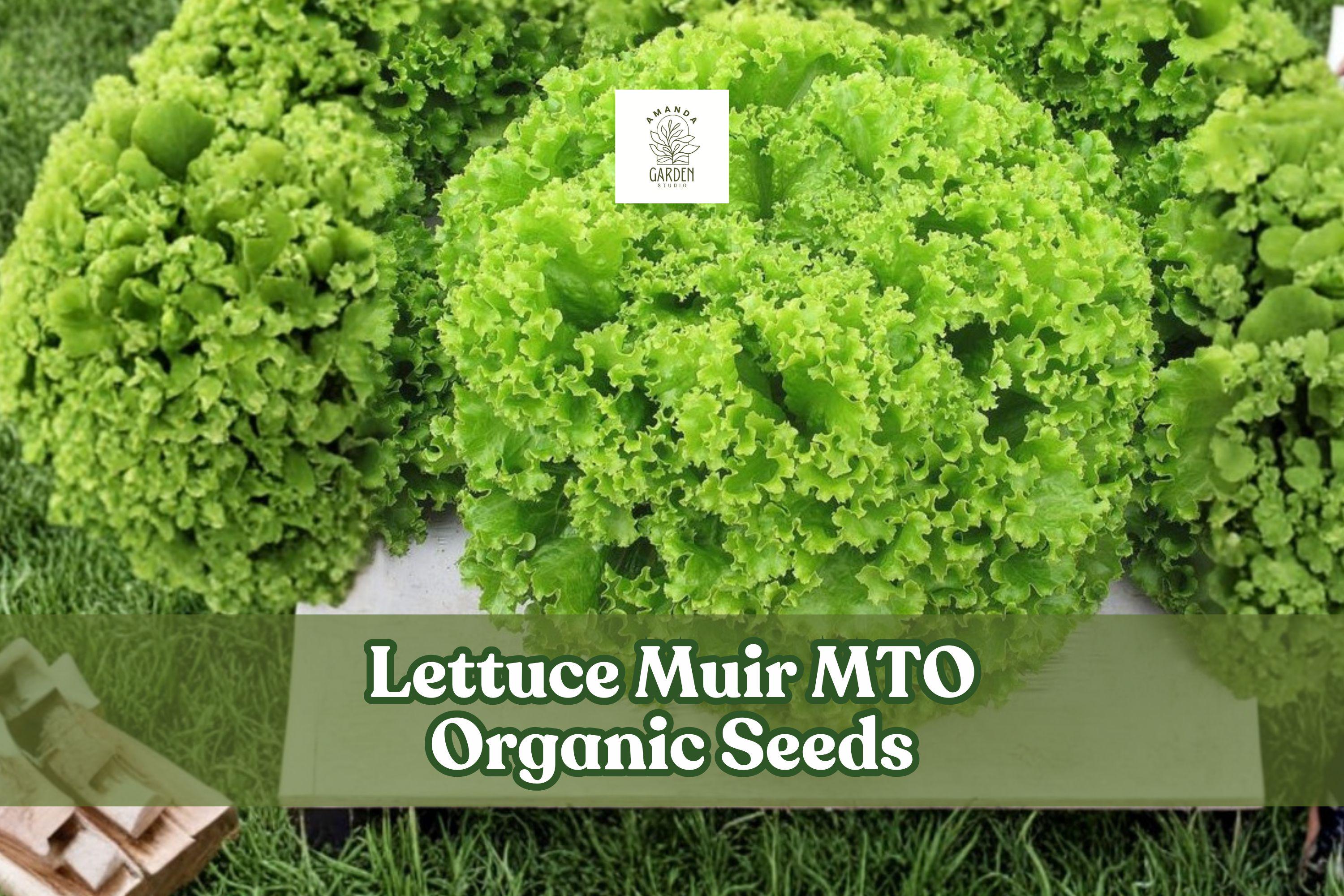 Organic Muir Lettuce Seeds, Heat Tolerant Crisp Leaf, Lactuca sativa, 50 Pack