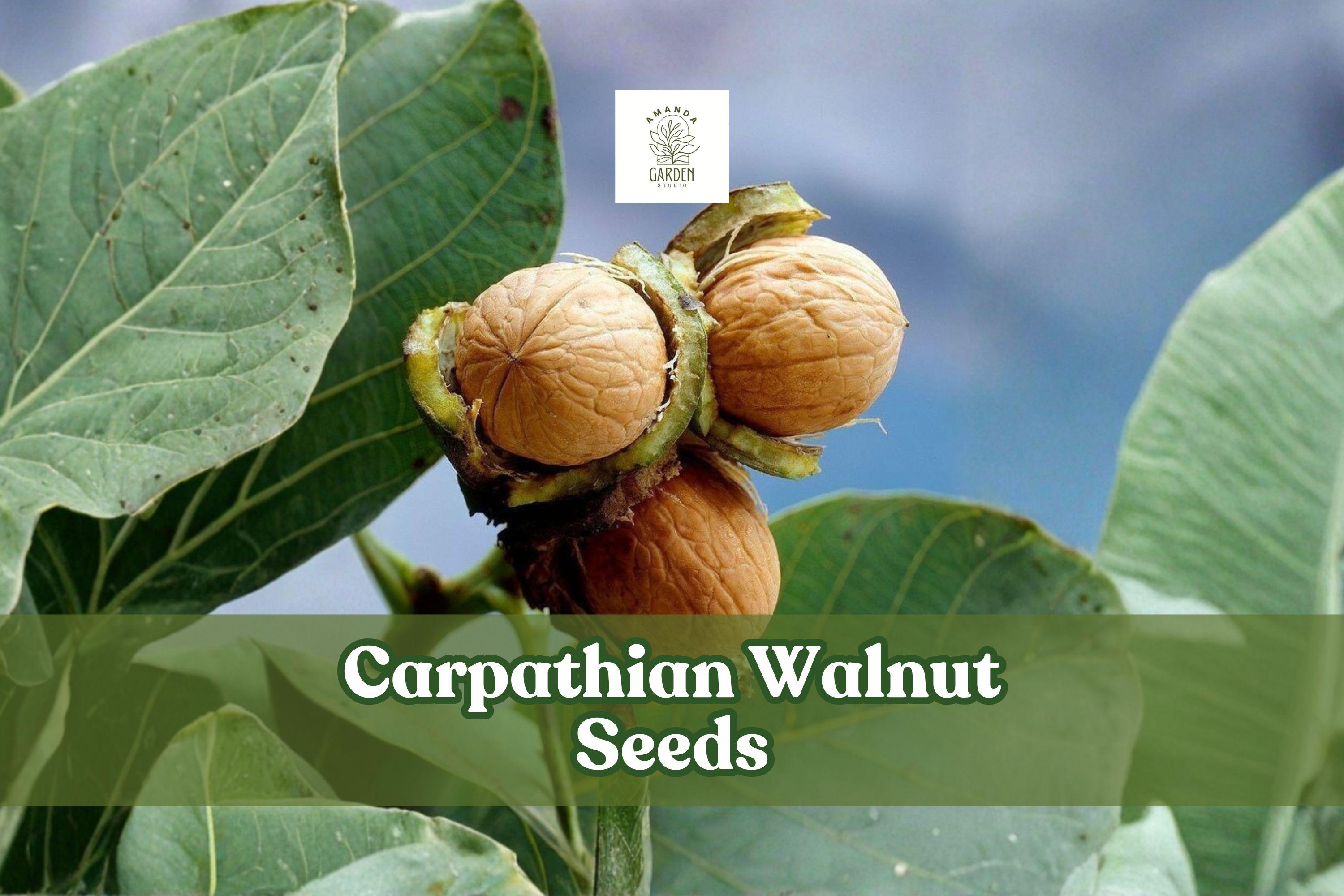 Carpathian Walnut Seeds – Juglans Regia Var. Carpathian, Hardy Nut Tree, Deciduous, Full Sun, Cold Climate Suitable